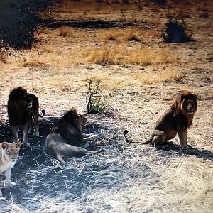 Lions Zimbabwe