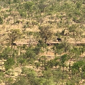 Elephant Zimbabwe