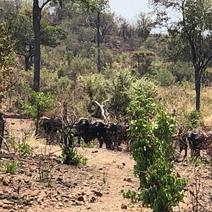 Herd of Cape Buffalo Zimbabwe