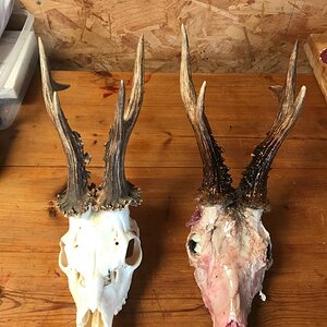 Roe Deer Skull Mounts