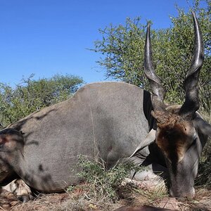 Eland Guided by Zana Botes