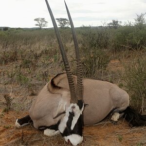 Oryx Guided by Zana Botes