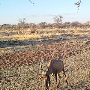 Red Hartebeest at Zana Botes Safari