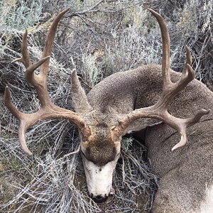 USA Hunting Mule Deer