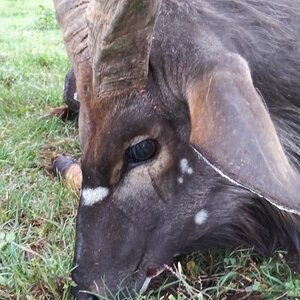 Nyala Hunting South Africa