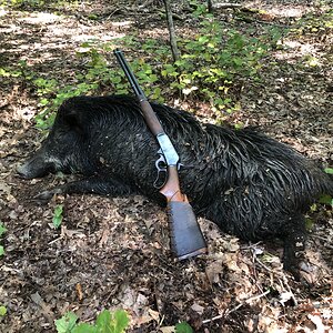 Hunt Appalachian Boar in the mountains of Eastern Tennessee USA