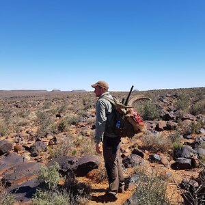 Aoudad Hunt South Africa