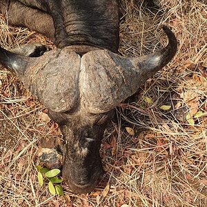 Zambia Hunting Buffalo