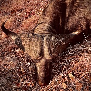 Zambia Hunt Cape Buffalo