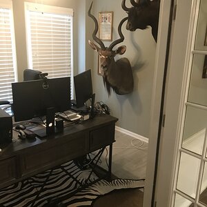 Kudu & Black Wildebeest Shoulder Mount Taxidermy