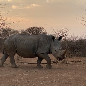 White Rhino South Africa