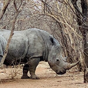 White Rhino South Africa