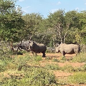 White Rhino South Africa