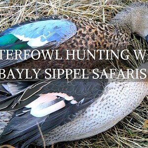Waterfowl Hunting with Bayly Sippel Safaris