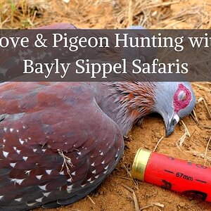 Dove & Pigeon Hunting with Bayly Sippel Safaris