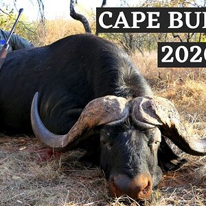 Cape Buffalo Hunt 2020