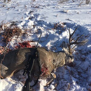 Canada Hunt Mule Deer