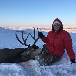 Mule Deer Hunting Canada