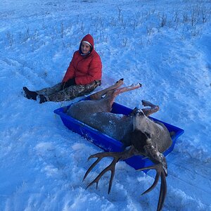 Canada Hunting Mule Deer