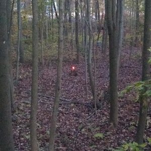 Deer Hunting