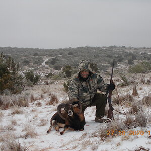 Texas USA Hunt Mouflon