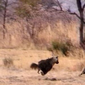Brown Hyena chasing an Aardvark
