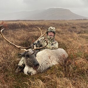 Hunting Reindeer in Alaska USA