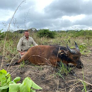 Congo Hunt African Forest Buffalo