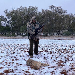 Hunt Coyote in Texas USA