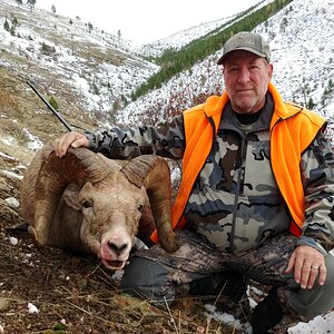 USA Hunting Bighorn Sheep