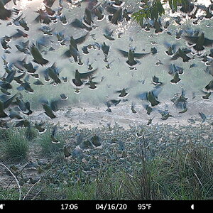 Hundreds of African Green Pigeon