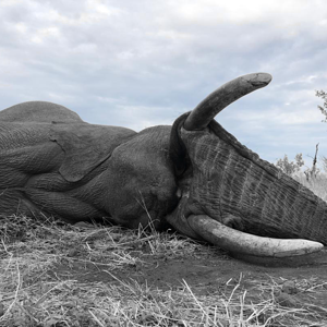 Hunt Elephant in Zimbabwe