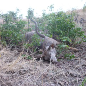 Kudu Hunting Zimbabwe