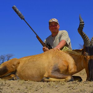 Red Hartebeest