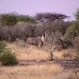 Lone Eland Bull at Zana Botes Safari