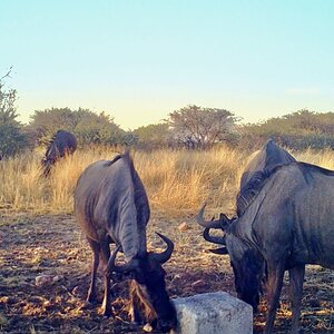 Blue wildebeest at Zana Botes Safari