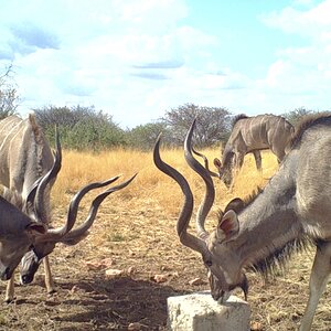 Kudu at Zana Botes Safari