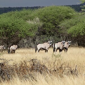 Oryx at Zana Botes Safari