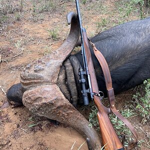 Tanzania Hunting Buffalo