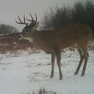 White-tailed Deer Canada