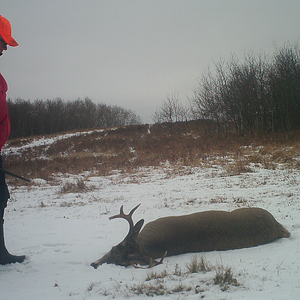 Canada Hunt White-tailed Deer