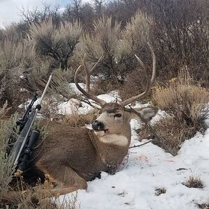 Hunt Mule Deer in USA