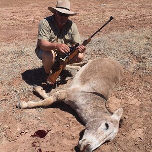 Feral Donkey Hunt Australia