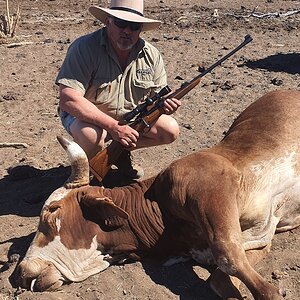 Scrub Bull Hunting Australia