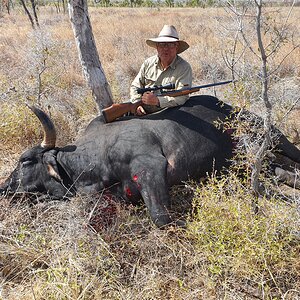 Hunt Scrub Bull in Australia