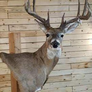 White-tailed Deer Wall Pedestal Mount Taxidermy