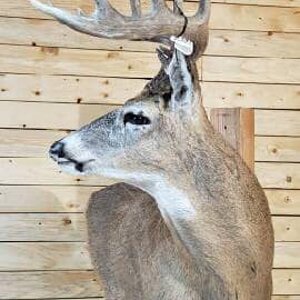 White-tailed Deer Wall Pedestal Mount Taxidermy