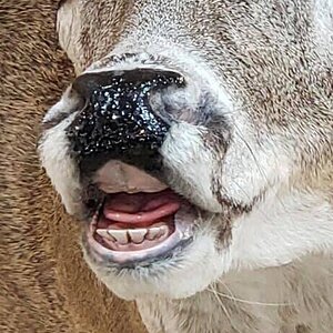 White-tailed Deer Shoulder Mount Taxidermy Up Close