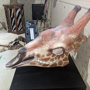 Painted Giraffe Skull Mount Taxidermy
