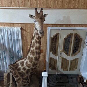 Giraffe Shoulder Mount Taxidermy